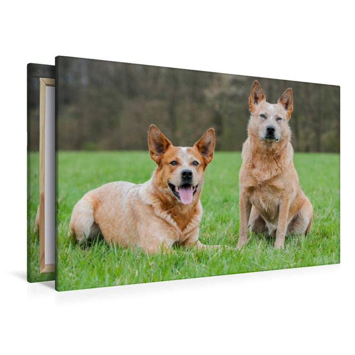 Premium Textil-Leinwand Ein Motiv aus dem Kalender Power auf 4 Pfoten. Australian Cattle Dog