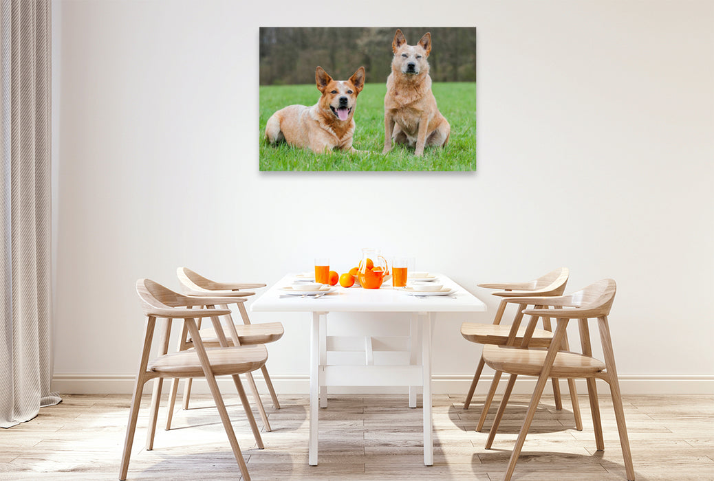 Premium Textil-Leinwand Ein Motiv aus dem Kalender Power auf 4 Pfoten. Australian Cattle Dog