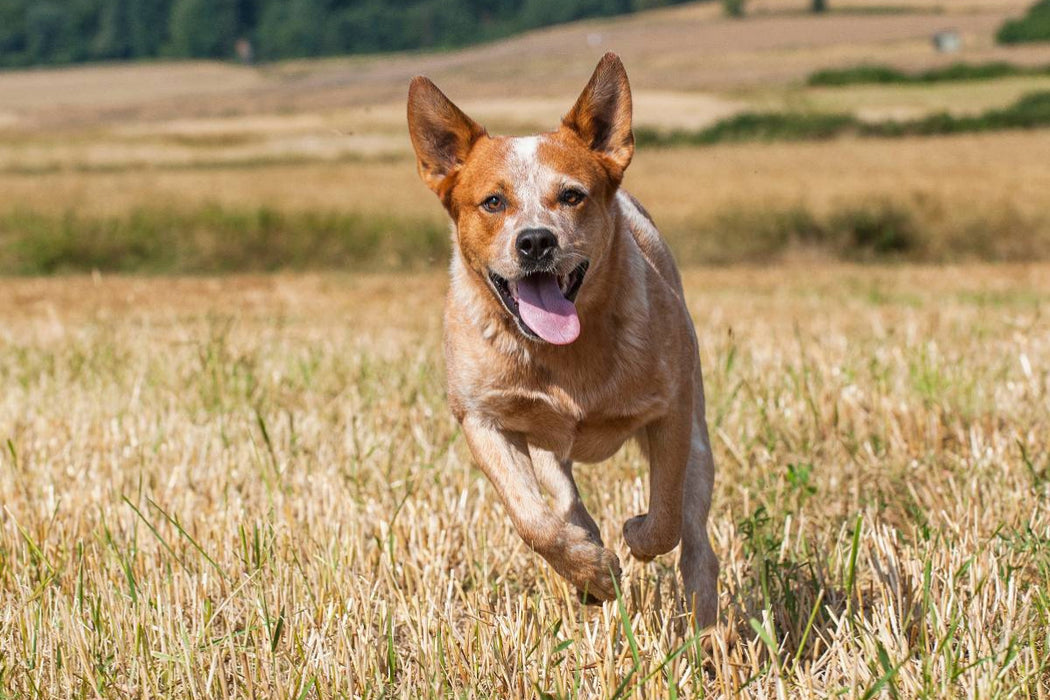 Premium Textil-Leinwand Ein Motiv aus dem Kalender Power auf 4 Pfoten. Australian Cattle Dog