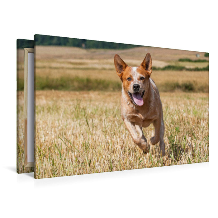 Premium Textil-Leinwand Ein Motiv aus dem Kalender Power auf 4 Pfoten. Australian Cattle Dog