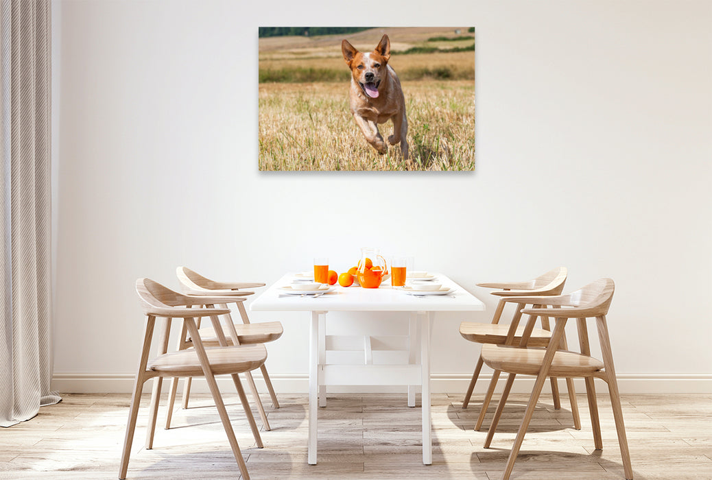 Premium Textil-Leinwand Ein Motiv aus dem Kalender Power auf 4 Pfoten. Australian Cattle Dog