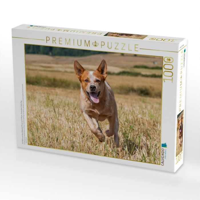 Ein Motiv aus dem Kalender Power auf 4 Pfoten. Australian Cattle Dog - CALVENDO Foto-Puzzle'