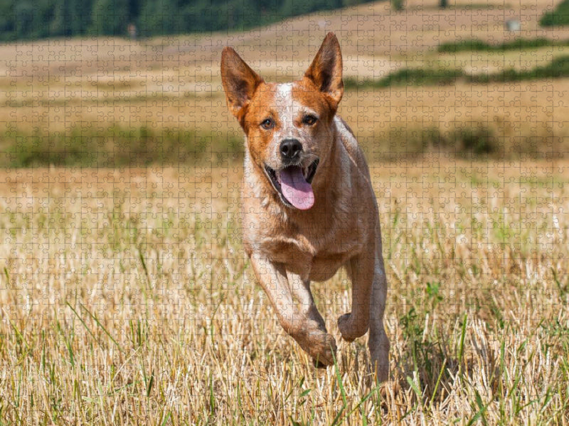Ein Motiv aus dem Kalender Power auf 4 Pfoten. Australian Cattle Dog - CALVENDO Foto-Puzzle'