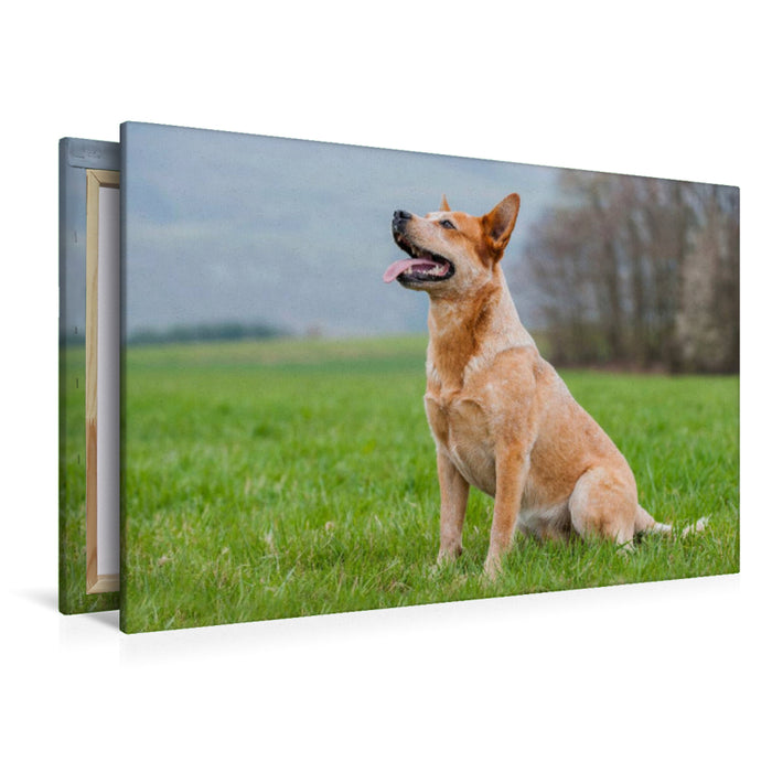 Premium Textil-Leinwand Ein Motiv aus dem Kalender Power auf 4 Pfoten. Australian Cattle Dog