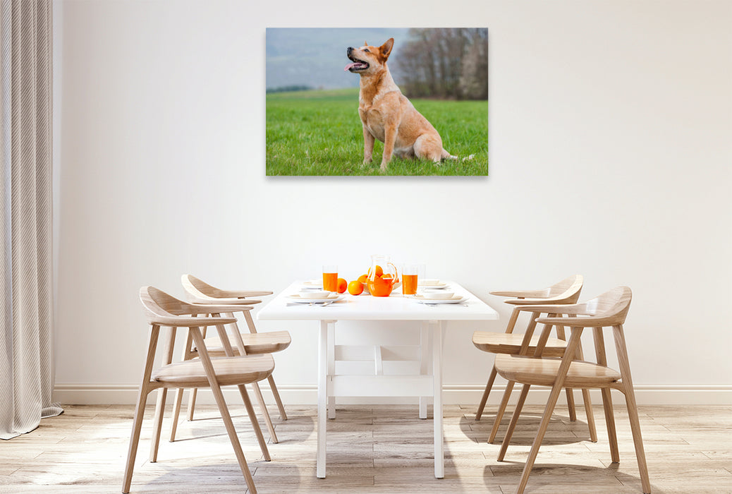 Premium Textil-Leinwand Ein Motiv aus dem Kalender Power auf 4 Pfoten. Australian Cattle Dog