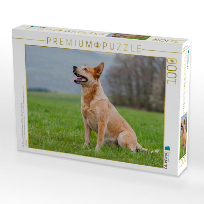 Ein Motiv aus dem Kalender Power auf 4 Pfoten. Australian Cattle Dog - CALVENDO Foto-Puzzle'