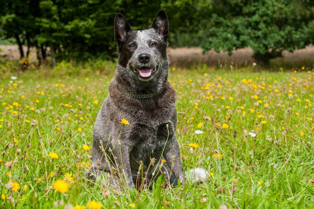 Premium Textil-Leinwand Ein Motiv aus dem Kalender Power auf 4 Pfoten. Australian Cattle Dog