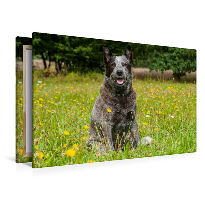 Premium Textil-Leinwand Ein Motiv aus dem Kalender Power auf 4 Pfoten. Australian Cattle Dog