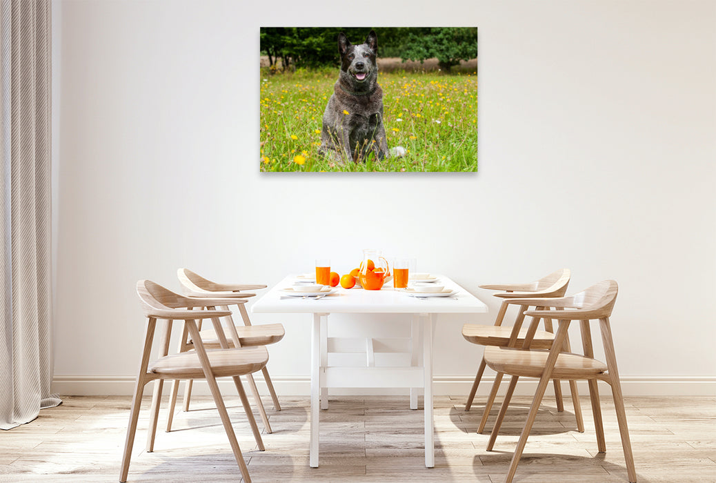 Premium Textil-Leinwand Ein Motiv aus dem Kalender Power auf 4 Pfoten. Australian Cattle Dog