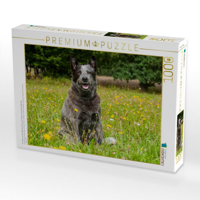 Ein Motiv aus dem Kalender Power auf 4 Pfoten. Australian Cattle Dog - CALVENDO Foto-Puzzle'