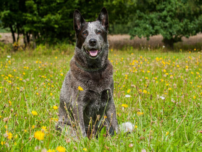 Ein Motiv aus dem Kalender Power auf 4 Pfoten. Australian Cattle Dog - CALVENDO Foto-Puzzle'