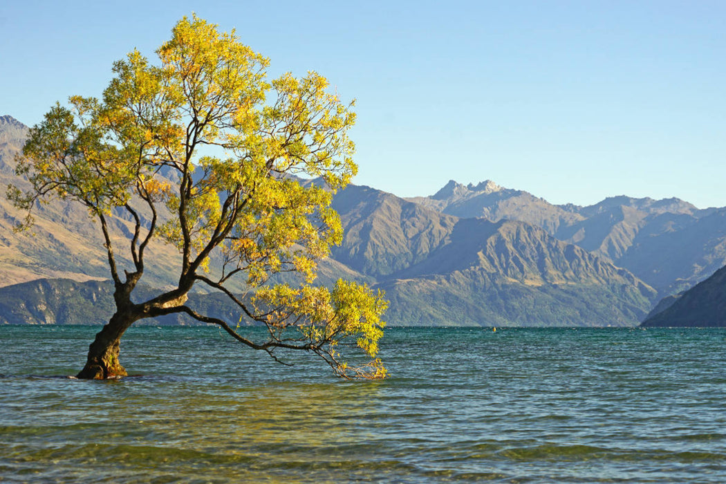 Premium Textil-Leinwand Berühmtester Baum Neuseelands, eine Bruchweide am See Wanaka