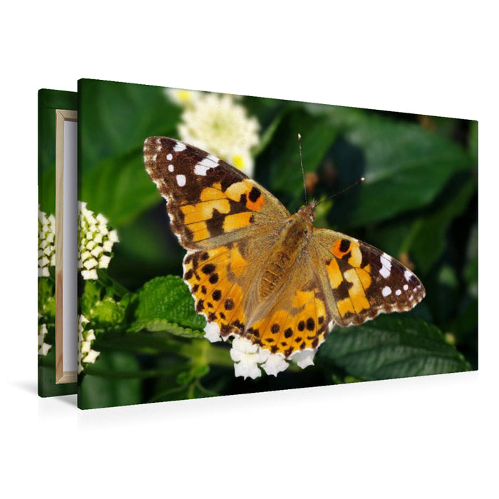 Premium Textil-Leinwand Distelfalter