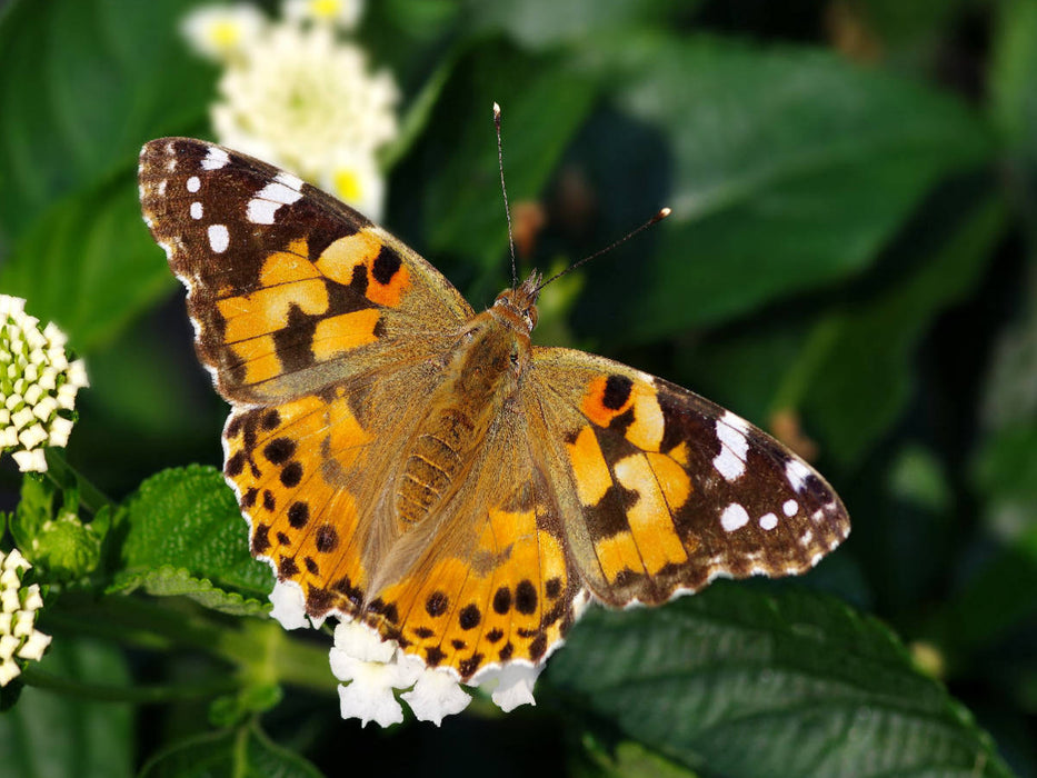 Painted Lady - CALVENDO photo puzzle 