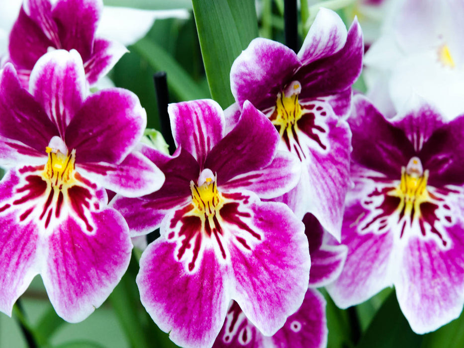 Miltonia Orchideen - CALVENDO Foto-Puzzle'