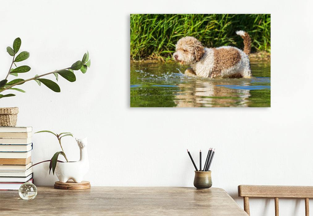 Premium Textil-Leinwand Premium Textil-Leinwand 120 cm x 80 cm quer Ein Motiv aus dem Kalender Lagotto Romagnolo - Ein Hund zum Verlieben