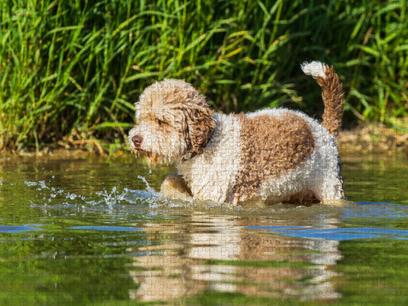 Ein Motiv aus dem Kalender Lagotto Romagnolo - Ein Hund zum Verlieben - CALVENDO Foto-Puzzle'