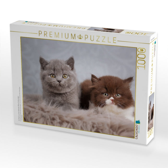Ein Motiv aus dem Kalender Kleine Stubenstiger - CALVENDO Foto-Puzzle'