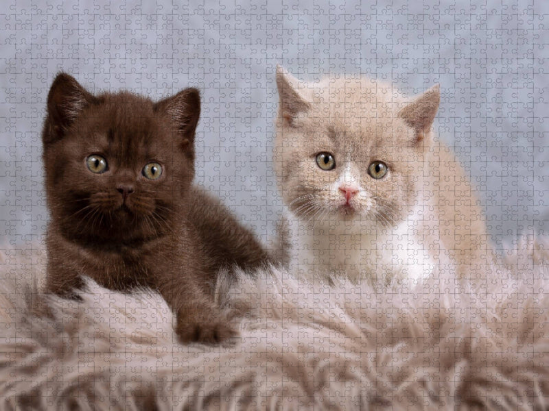 Sind wir nicht süß? - CALVENDO Foto-Puzzle'