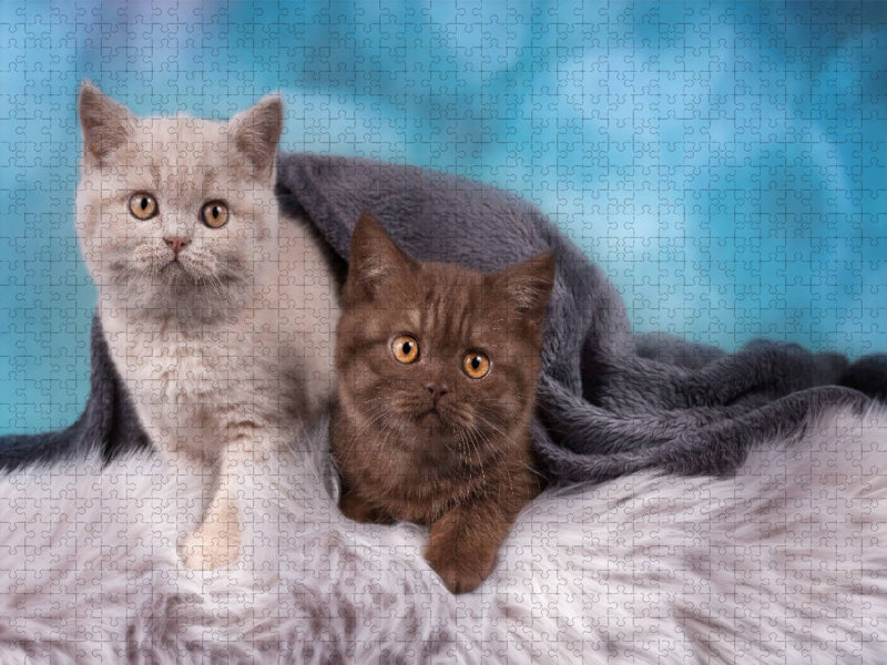 Beste Freunde - CALVENDO Foto-Puzzle'