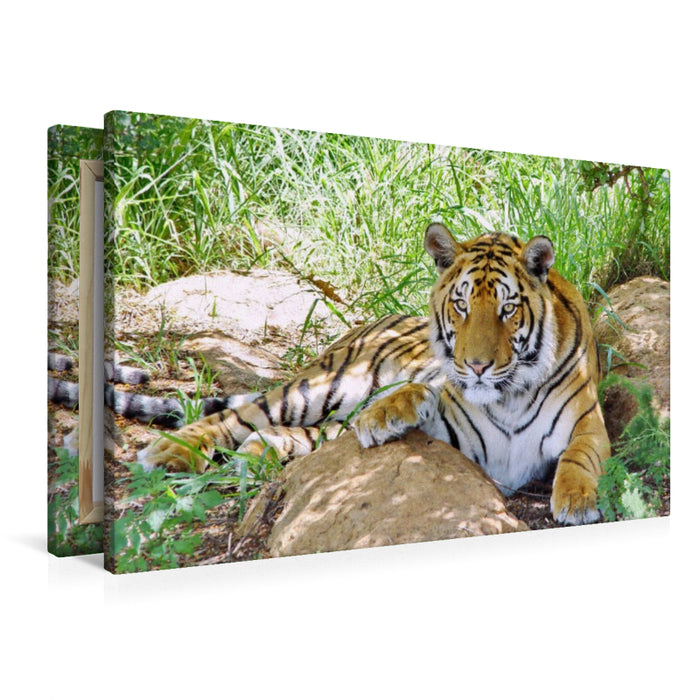 Premium Textil-Leinwand Ein Motiv aus dem Kalender TIGER IMPRESSIONEN Gestreifte Seltenheit auf unserer Erde
