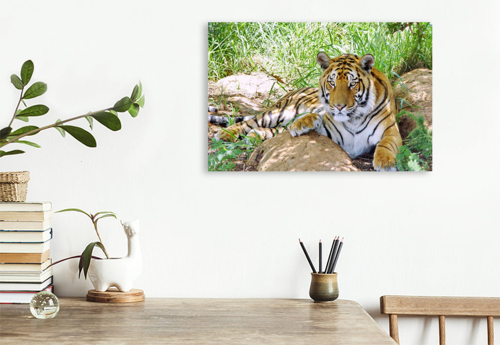 Premium Textil-Leinwand Ein Motiv aus dem Kalender TIGER IMPRESSIONEN Gestreifte Seltenheit auf unserer Erde