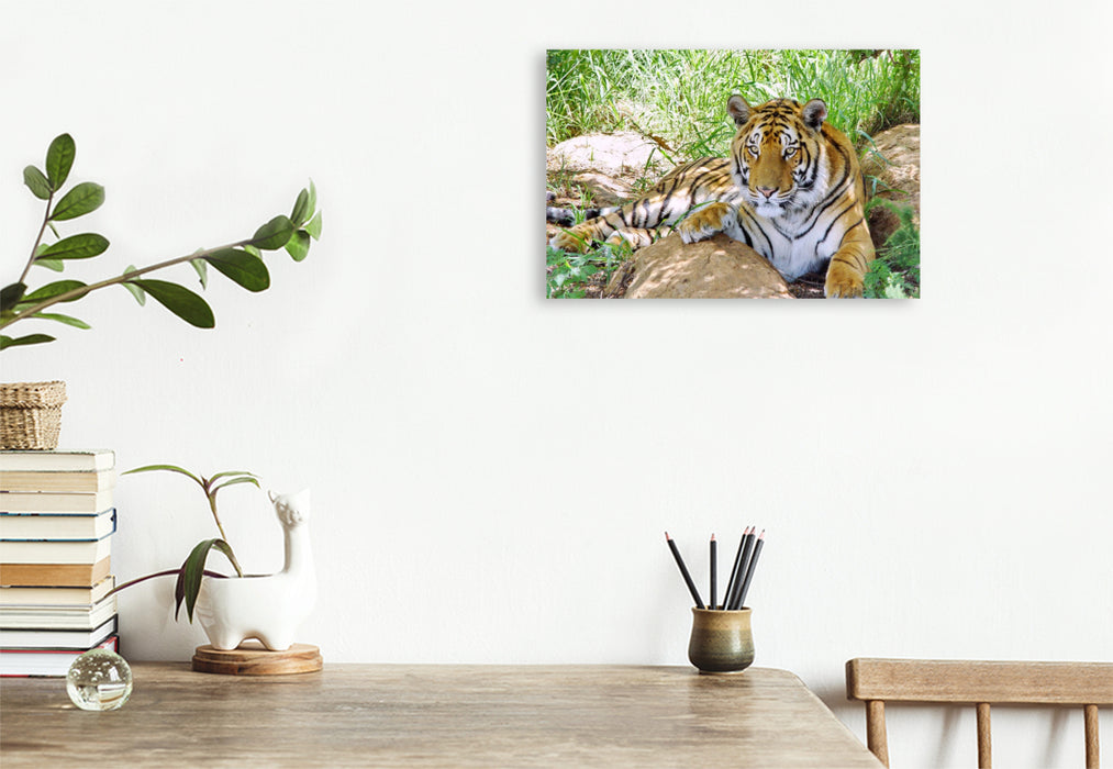 Premium Textil-Leinwand Ein Motiv aus dem Kalender TIGER IMPRESSIONEN Gestreifte Seltenheit auf unserer Erde