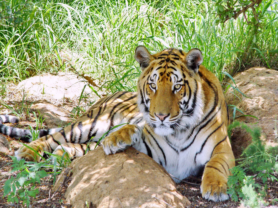 Ein Motiv aus dem Kalender TIGER IMPRESSIONEN Gestreifte Seltenheit auf unserer Erde - CALVENDO Foto-Puzzle'