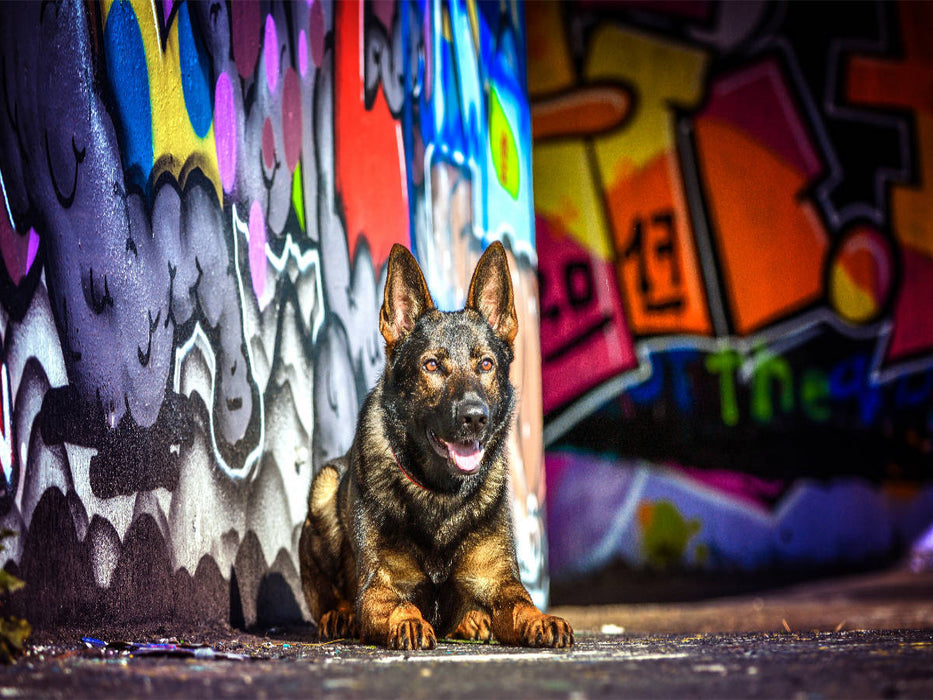 Deutscher Schäferhund liegt an einer Graffitiwand - CALVENDO Foto-Puzzle'