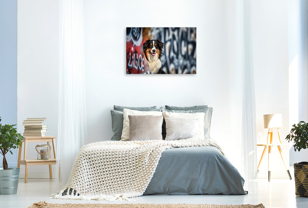 Premium Textil-Leinwand Premium Textil-Leinwand 120 cm x 80 cm quer Australien Shepherd Potrait vor einer Graffitiwand