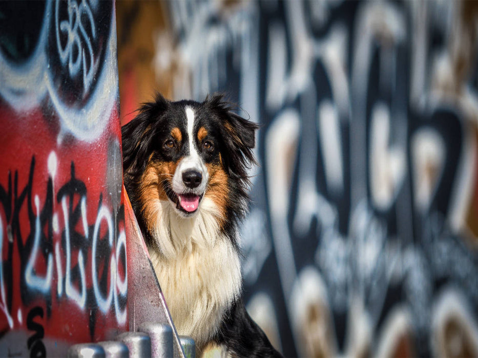 Australien Shepherd Potrait vor einer Graffitiwand - CALVENDO Foto-Puzzle'