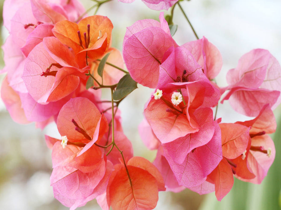 Bougainvillea - CALVENDO Foto-Puzzle'