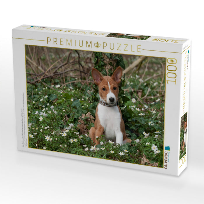 Ein Motiv aus dem Kalender Wunderbare Basenji Welpenzeit - CALVENDO Foto-Puzzle'
