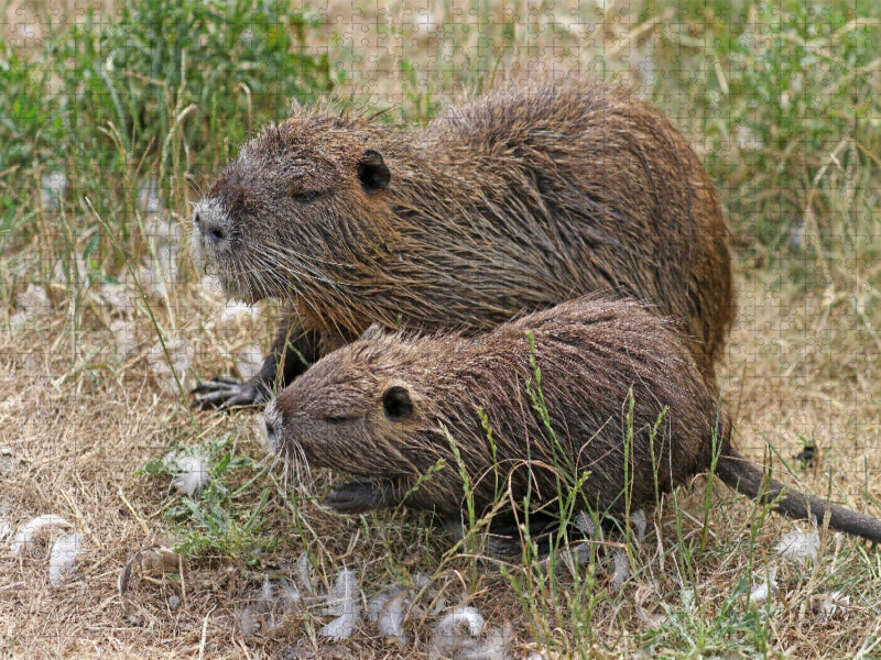 NUTRIA mit Nachwuchs - CALVENDO Foto-Puzzle'