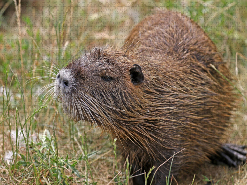 NUTRIA - CALVENDO Foto-Puzzle'