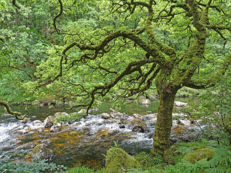 Wilder Fluss in üppig grüner Natur - CALVENDO Foto-Puzzle'