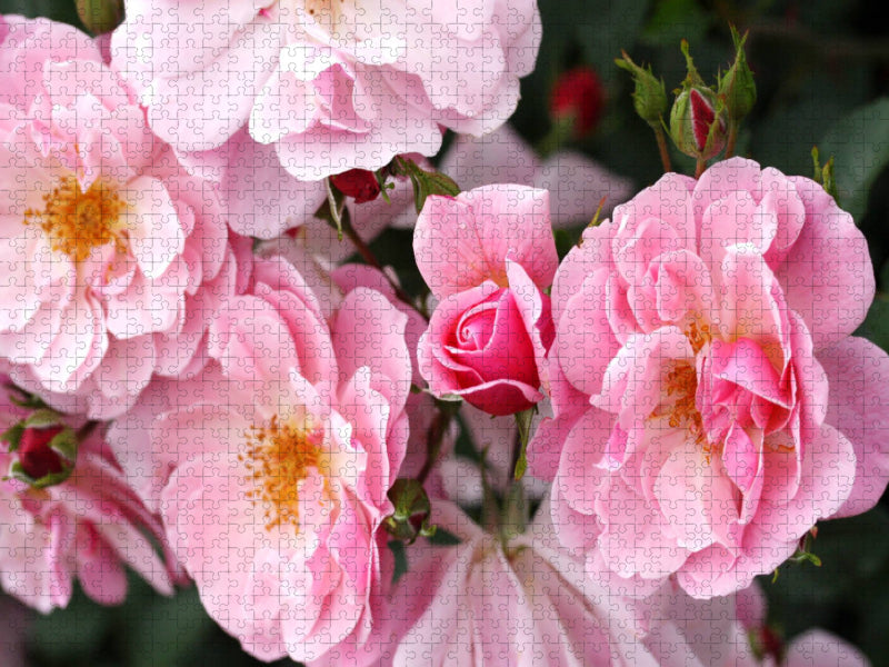 Rosa Märchenland - CALVENDO Foto-Puzzle'