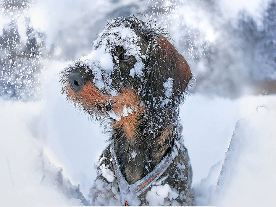Tiberius Brutus vom Schwindauer Land, Rauhaar, Standard, saufarben - CALVENDO Foto-Puzzle'
