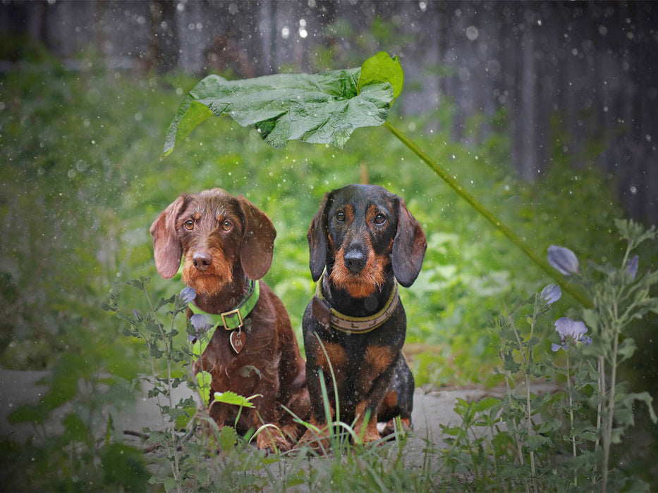 August Schnuffel vom Schwindauer Land, schwarz-rot mit Ida von Kleinhehlen, braun, Rauhaar - CALVENDO Foto-Puzzle'