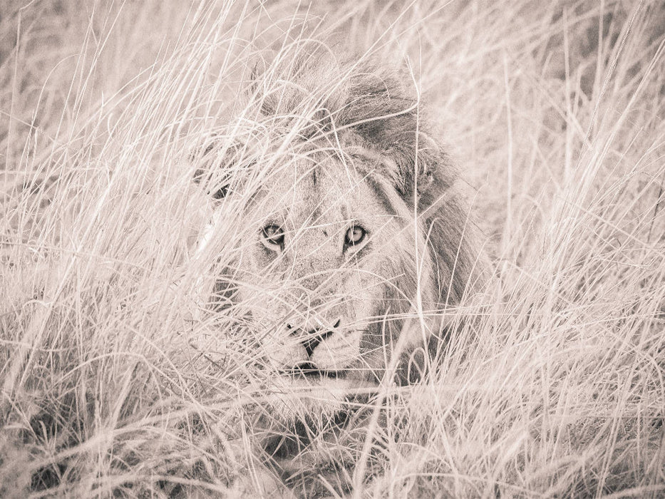 Ein Motiv aus dem Kalender Löwen in der Maasai Mara von Kenia 1000 Teile Puzzle quer - CALVENDO Foto-Puzzle'