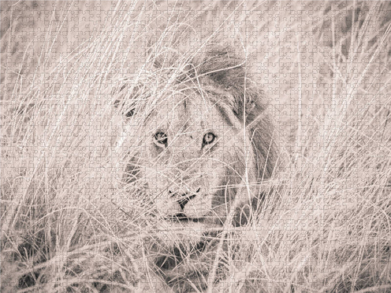Ein Motiv aus dem Kalender Löwen in der Maasai Mara von Kenia 1000 Teile Puzzle quer - CALVENDO Foto-Puzzle'