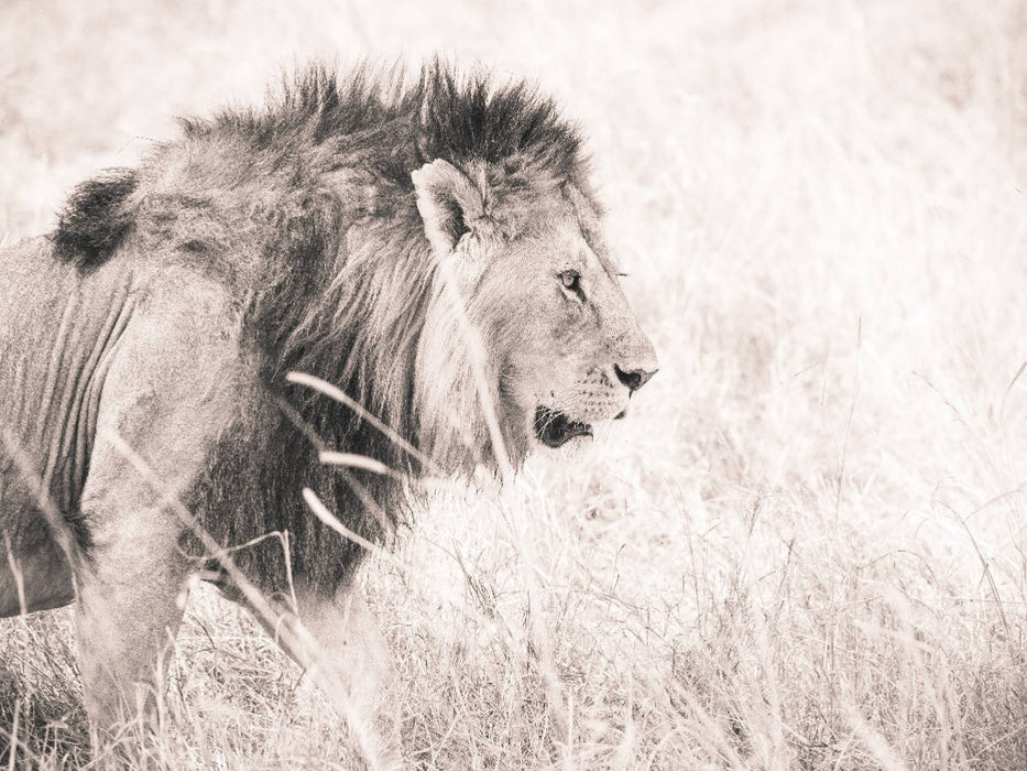 Ein Motiv aus dem Kalender Löwen in der Maasai Mara von Kenia 1000 Teile Puzzle quer - CALVENDO Foto-Puzzle'