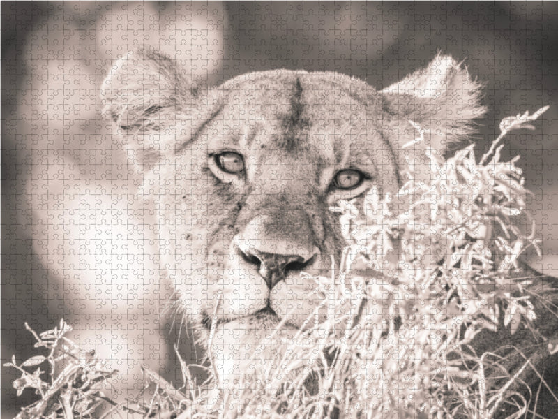 Ein Motiv aus dem Kalender Löwen in der Maasai Mara von Kenia 1000 Teile Puzzle quer - CALVENDO Foto-Puzzle'