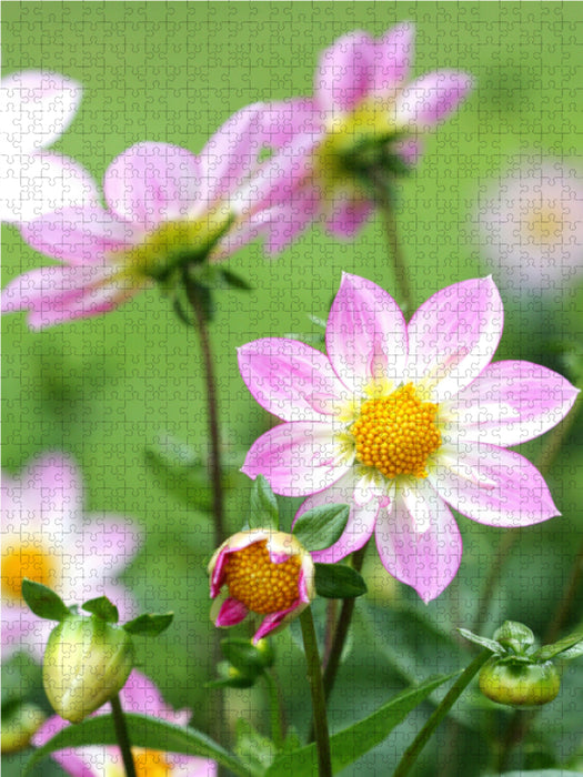 Dahlien 1000 Teile Puzzle hoch - CALVENDO Foto-Puzzle'