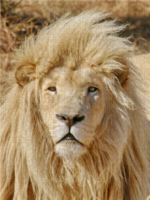 Ein Bild von dem Kalender: Weiße Löwen Impressionen von Südafrika 1000 Teile Puzzle hoch - CALVENDO Foto-Puzzle'