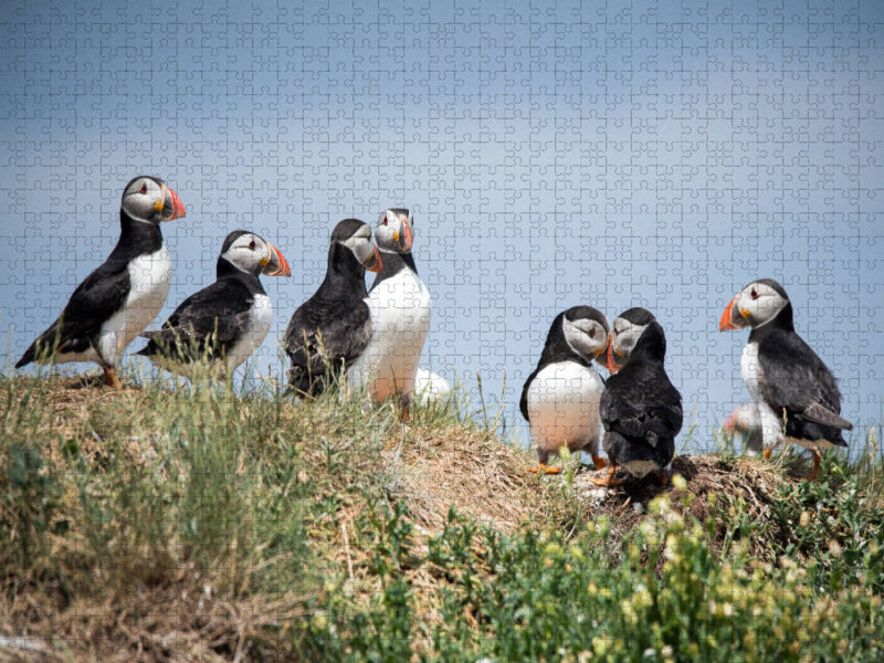 Farne Islands - CALVENDO Foto-Puzzle'