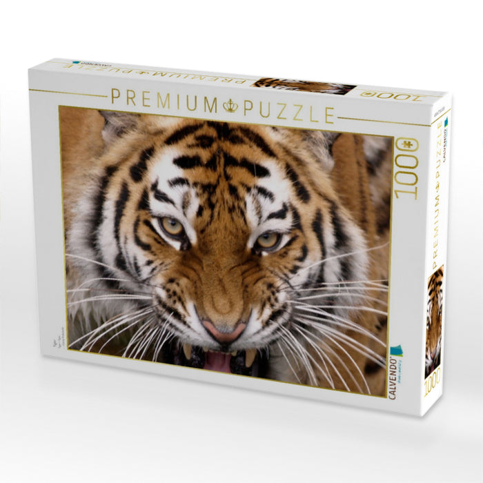 Tiger - CALVENDO Foto-Puzzle'