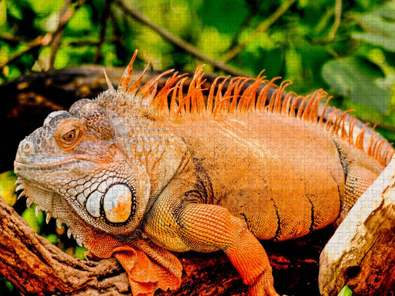 Leguan - CALVENDO Foto-Puzzle'
