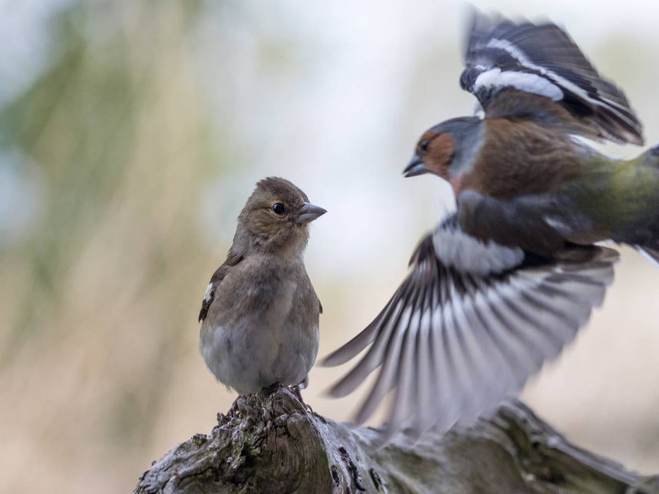 Buchfinken bei der Fütterung - CALVENDO Foto-Puzzle'