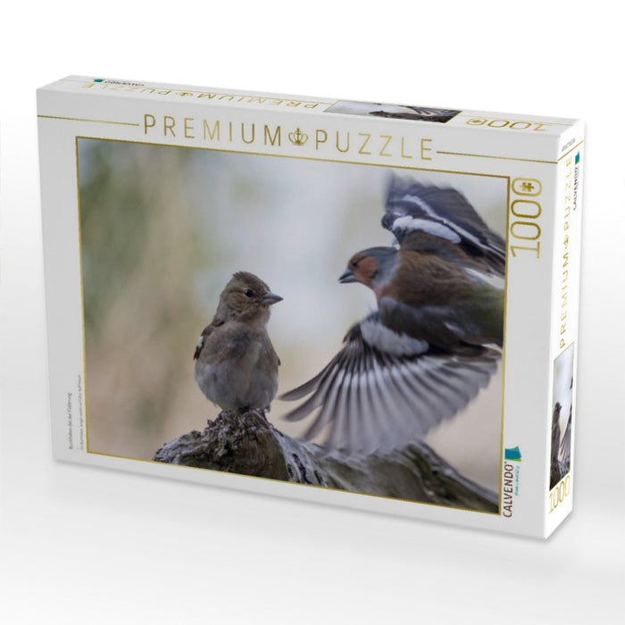 Buchfinken bei der Fütterung - CALVENDO Foto-Puzzle'